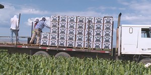 Olathe sweet corn growers struggling with earworms