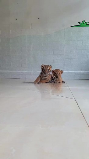 Adorable Baby Tiger and Lion Cub Compilation