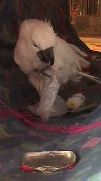 Even cockatoos love popping bubble wrap bubbles!