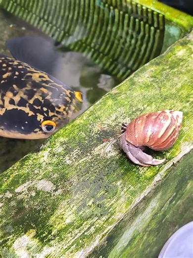 Ikan Predator: Mitos dan Fakta Menarik