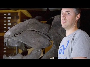 This Prehistoric Fish Makes a Great White Look Like a Goldfish