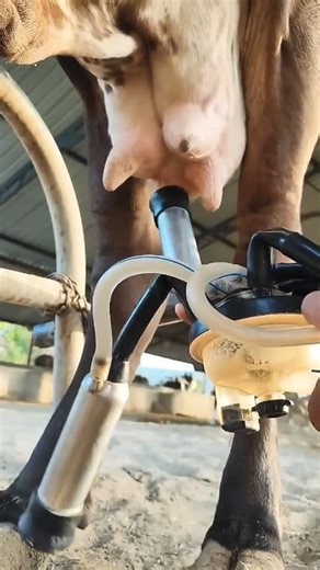 Cow milk machine dairy farming #reel #cow #village | Naresh Chaudhary Nenava