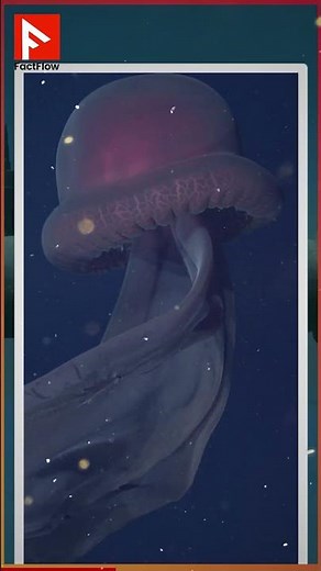 Giant Jellyfish Discovered in Antarctica | Stunning Underwater Footage