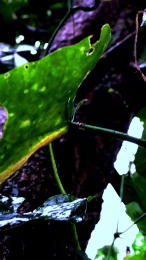 Is This Alive? This Doesn’t Feel Like Just Plants…