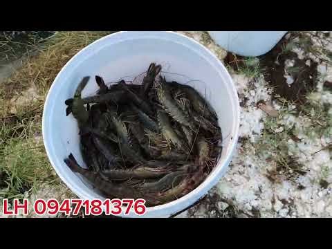 Customers at Dau Sau Bridge harvest American shrimp in plastic containers.