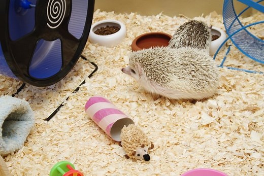 The 24 Best Toys For Hedgehogs