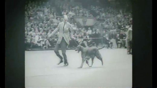 AKC Pet Insurance TV Spot, 'Trust'