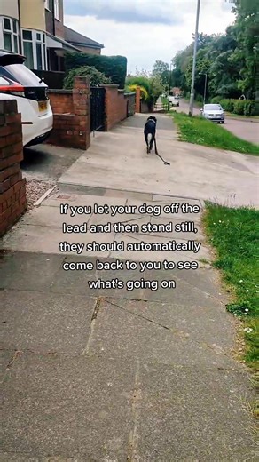 Border Collie Dog Runs Back to Owner in Hilarious Video
