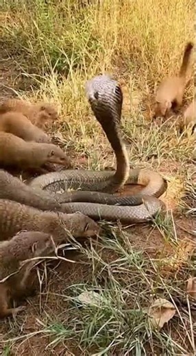 Mongoose Army Takes Down King Cobra 🐍💥