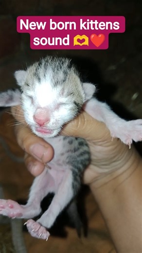 Newborn Kittens Cute Meowing Sound 🐾 | Baby Cats Crying Sound | Relaxing Sounds#kitten#viral #short