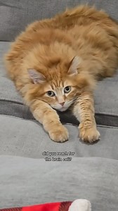 So close, yet so far #catvideosdaily #funnycatsvideos #braincells | Cat Cling