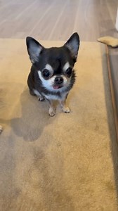 8.7K views · 283 reactions | Good morning While eating some sweets will there be sweets on the table Karu-chan knows I'm checking  Treats are up to 2  | Chihuahua Club | Facebook