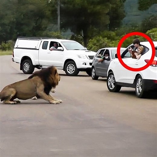 Lion Shows Tourists Why You Must Stay Inside Your Car - Latest Wildlife Sightings | Ruby Life