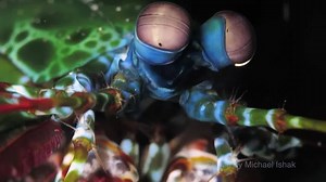 Odontodactylus scyllarus is a smasher, with club-shaped raptorial appendages. An active hunter, it prefers gastropods, crustaceans, and bivalves, and will repeatedly smash its prey until it can gain access to the soft tissue for consumption. It is reported to have a "punch" of over 50 miles per hour (80 km/h). This is the fastest recorded punch of any living animal. The acceleration is similar to that in a .22 caliber handgun, with 340 pounds-force per strike. In addition, the surface of its app