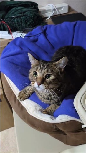Cat Refuses to Let Owner Go to Work || ViralHog