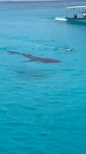 Holding your breath underwater for a long time is difficult for most people. Our bodies are designed to breathe air, and when we hold our breath, our bodies start to experience discomfort and stress. Dare to learn more? Follow the link: https://gumroad.com/a/955757843/trjgbe #sharks #shark #droneaddicts #djiglobal #dji #snorkeling #Westernaustralia #amazing_wa #photographer#Westisbest #breathwork #ocean #oceanlife #oceanlover #reel#Wonderoutyonder #whale #breathing #drones_captures #whaleshark #