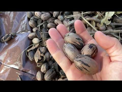 Small scale pecan harvesting