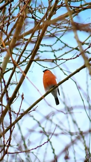 Wind ruffles his crimson feathers but the bullfinch still calls #bullfinch #birds #wildlife #nature