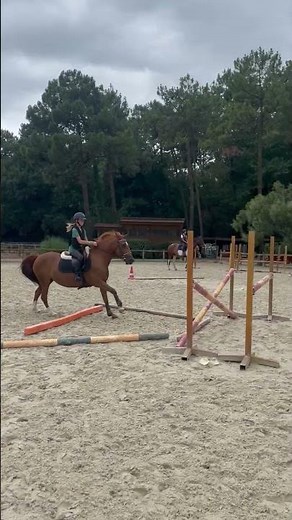 Poney à vendre - Ponette New Forest 12 ans - equirodi.com