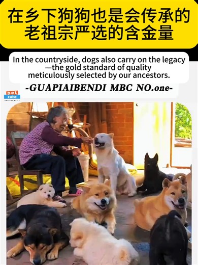 在乡下狗狗也是会传承的，老祖宗严选的含金量 #狗 #狗狗 #万万没想到 #传承 #中华田园犬 #dog #Inheritance | dog