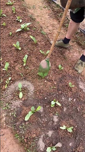 DIY Gardening Powder Spreader, Even Fertilizing for Seedlings!