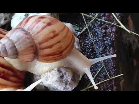 The World's Biggest Snail? A Close-Up Look at a Giant