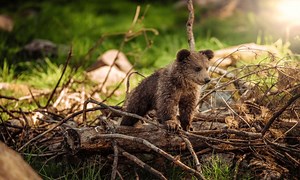Biodiversité : la population des ours multipliée par 20 dans les Pyrénées en 25 ans