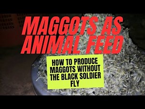 Produce Maggots Without The Black Soldier Fly, Step by Step (Maggots As Animal Feed) #maggotfarming