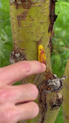 Whys of Life on Instagram: "Meet the Chromeleon Slug — nature’s color-shifting wonder! When touched, it flashes bright colors using tiny pigment sacs in its skin. This sudden change works like a warning signal to scare off predators. #ChromeleonSlug #ColorChangingSlug #NatureSecrets #WildlifeFacts #AnimalDefense #NatureIsAmazing #IncredibleCreatures #DidYouKnow #CuriousNature #WildlifeWonder #NatureHook #SlugLife #whysoflife"