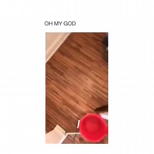 4.9K views · 42 reactions | How to remove a rat from the house  | The Daily Vines | Facebook