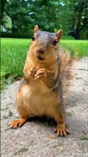 The CUTEST Animals You Should NEVER Touch! #shorts #tamil #tamilvoiceover #twinfacts