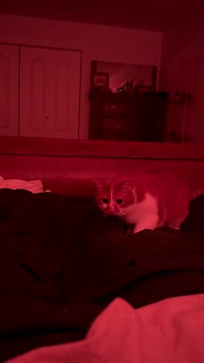 Unlocking the Crazy Bean: A Cat's Adventure