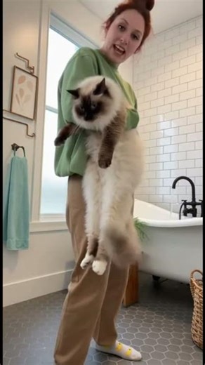 Cat tower? I prefer hanging from the 'Cat leash' (human arm).