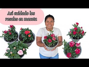 THIS IS HOW I CARE FOR ROSES OR ROSE BUSHES IN POTS: they grow more beautiful with many flowers