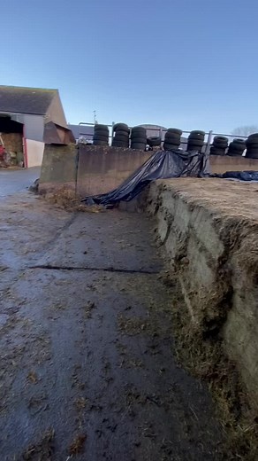 Bales or pit silage? #feedingtime #cattle #masseyferguson #fyp #ireland