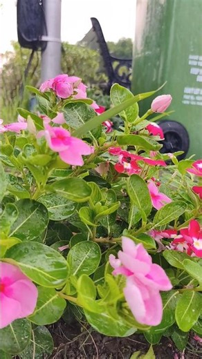 The Beauty of Blooming Pink Flowers! 🌸✨ | #Shorts #Nature #Garden​