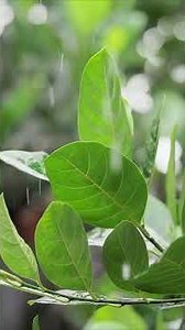 Relaxing Rain ASMR 🌱 Deep Sleep Nature Short #viral