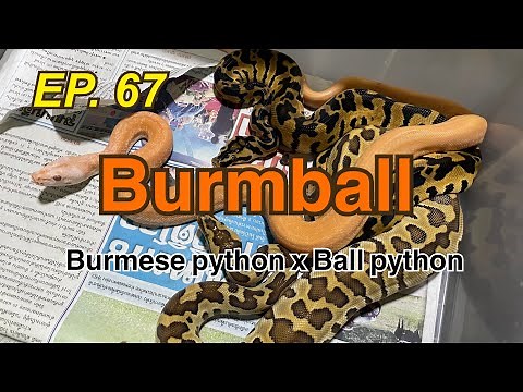 Morph Hunter EP. 67 l Burmball (Burmmese python x Ball python)