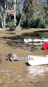Koala’s Brave Canoe Rescue: A Heartwarming Moment Watch this adorable koala carefully and skillfully hop onto a canoe to be rescued from a tree in the middle of the river. Teamwork and compassion save the day! #KoalaRescue #WildlifeRescue #NatureLovers #foryou | Featheredsoul
