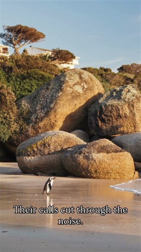 Penguin Voices: Nature's Fingerprint