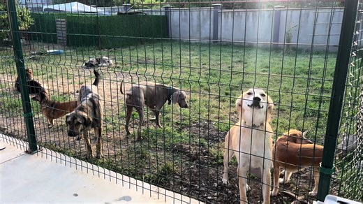 🌸❤️ #foryou #pethotel