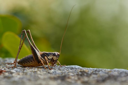 9 Spiritual Meanings of Hearing Crickets: Day & Night