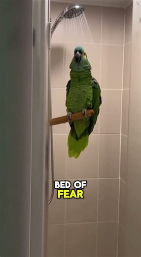 This Parrot Loves Rainy Showers!