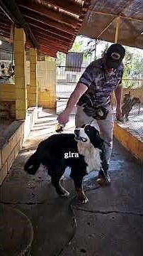 BERNESE GIVING OBEDIENCE LESSON