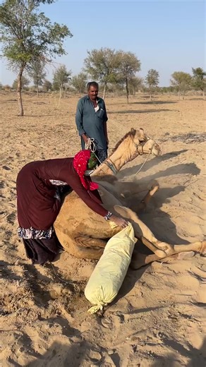 Funny Camel Moments That Bring Joy