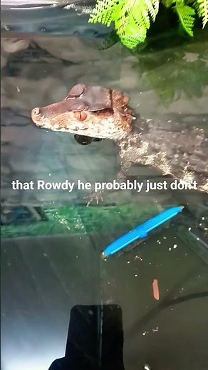 Inside the World of the Dwarf Caiman