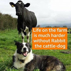 330K views · 1.6K reactions | "Everyday you think...is she being well treated?" Rabbit the cattle-dog was stolen in July and life on the farm hasn't been the same since. | BBC Breakfast | Facebook