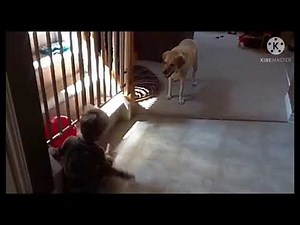 Diaper Pooping (40 seconds)