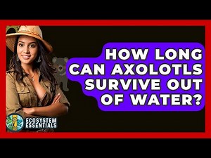 How Long Can Axolotls Survive Out Of Water? - Ecosystem Essentials