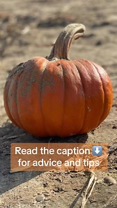 1K views · 17 reactions | If you would like to try feeding pumpkin to...